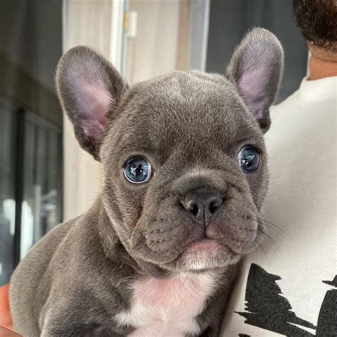 French Bulldog - French Bulldog - Facts and Information - VioVet - Fan ...