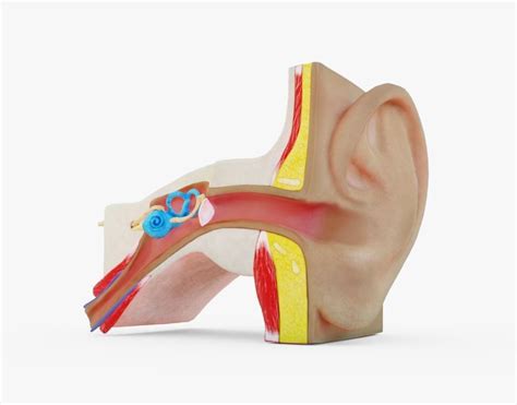 3D model Human Ear Anatomy | CGTrader