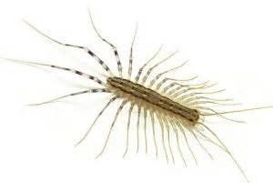 Meet the House Centipede