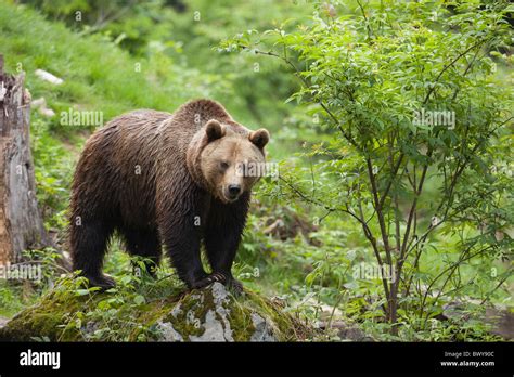 Brown Bear, Bavarian Forest National Park, Bavaria, Germany Stock Photo ...