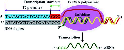 A controlled T7 transcription-driven symmetric amplification cascade ...