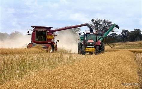 "Harvesting Canola ... Cootamundra NSW" by Rosalie Dale | Redbubble