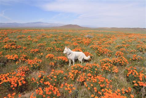 John & Wolf - Poppy fields forever. Antelope Valley, CA / March...