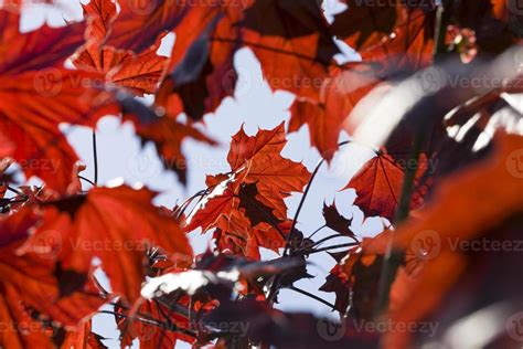 red maple leaves 9708451 Stock Photo at Vecteezy