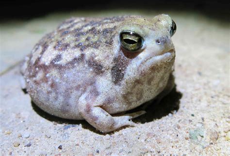 15 Fascinating Frog Species