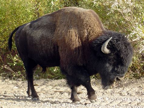 The American Bison or Buffalo - Facts and True Story - HubPages