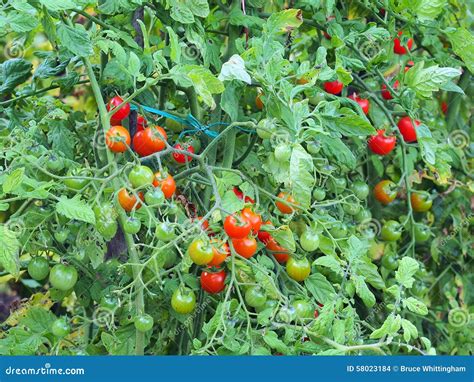 Cherry Tomatoes Growing on Vine Stock Photo - Image of growing, organic ...