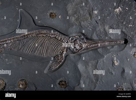 Dinosaurland Fossil Museum,Lyme Regis,Dorset,UK. an ichthyosaur Stock Photo, Royalty Free Image ...