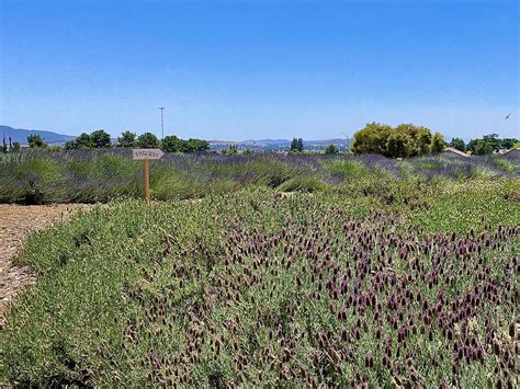 Lavender Fields at 123 Farm — California By Choice