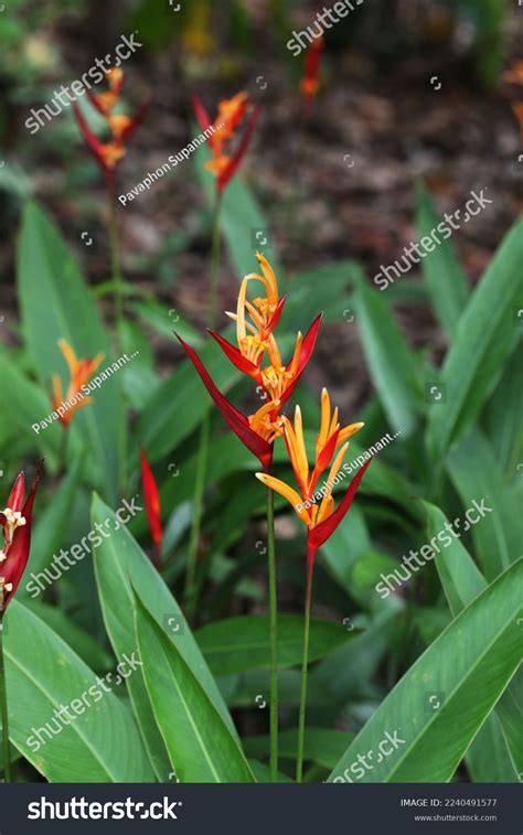 Beautiful Rainforest Flower Heliconia Plant Full Stock Photo 2240491577 ...