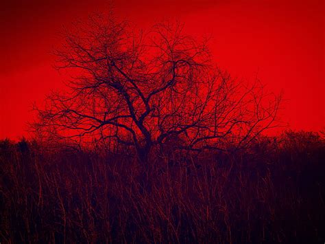 1920x1080px, 1080P free download | Scary Tree, dark, forest, horror, red, HD wallpaper | Peakpx