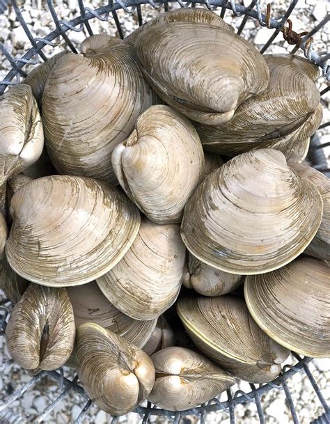 Quahogs Photograph - Barnstable Harbor Quahogs by Charles Harden ...