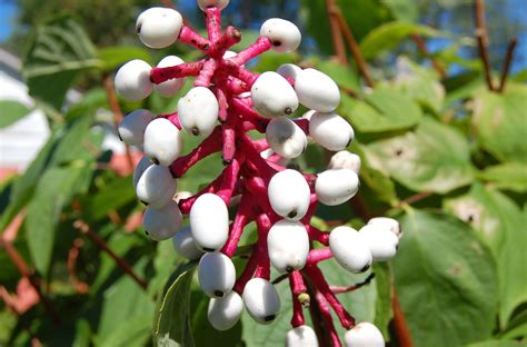 White Baneberry (Doll's Eyes): Care & Growing Guide