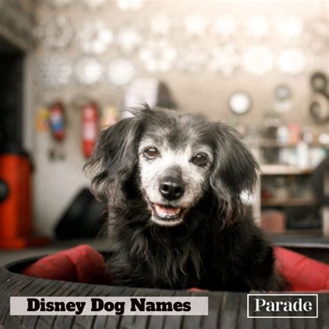 300 Disney Dog Names for Girl and Boy Dogs - Parade Pets