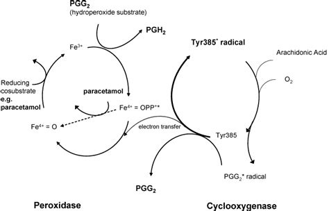 Mechanism Of Action Of Acetaminophen