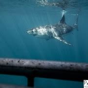 Port Elizabeth, South Africa, Great White shark cage diving | GetYourGuide