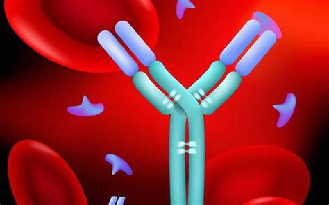 What are IgG and IgM antibodies? Understand the Tests and Results - Ridzeal