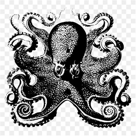 Octopus Public Domain Images | Free Photos, PNG Stickers, Wallpapers & Backgrounds - rawpixel