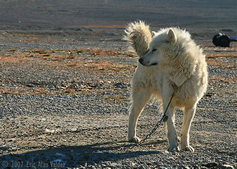 Inuit Sled Dog | Recent trip to Resolute Bay, Nanavut, Canad… | Flickr