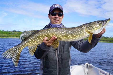 How to Catch Pike - Tips for Fishing for Pike