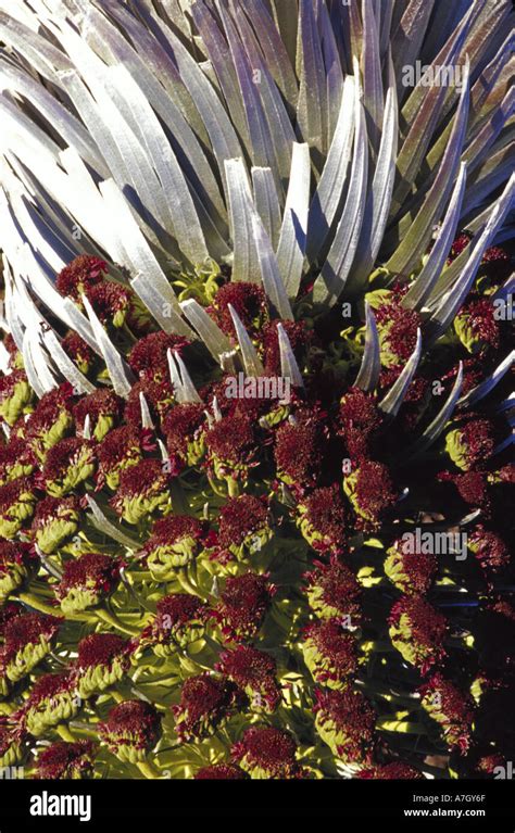 N.A., USA, Maui, Hawaii. Blossom of Silversword plant Stock Photo - Alamy