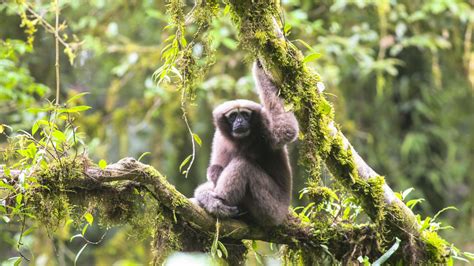 Scientists want to name new gibbon species ‘Skywalker’ | CNN