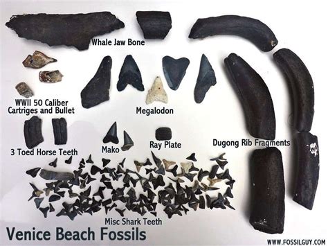 Fossilguy.com: Guide to Venice Beach Fossil Shark Teeth Hunting | Shark teeth, Shark tooth ...