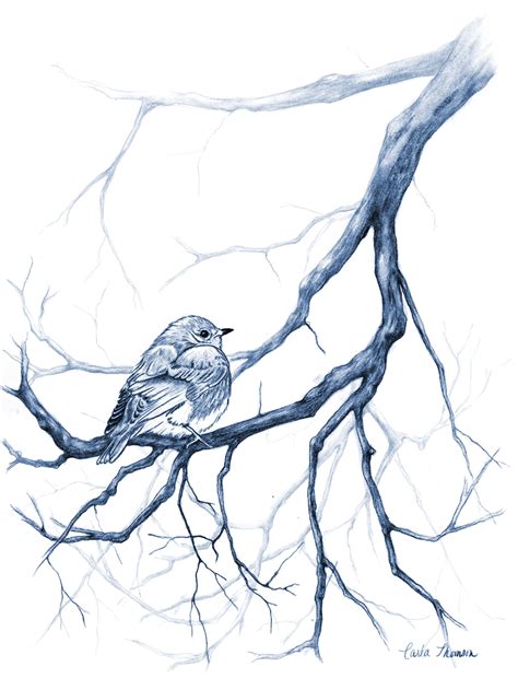 Pencil Drawing Bluebird on Tree Branch, Blue White Botanical ...