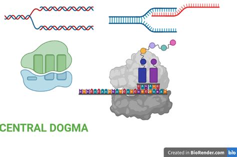 Central Dogma- Replication, Transcription, Translation - Sciencevivid