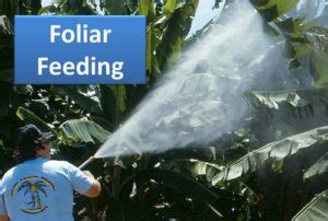 Foliar Feeding - Does it Work and Should Gardeners Use It?