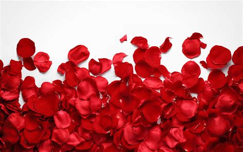 Red Rose Petals, Red, Rose, Petals Background Image for Free Download