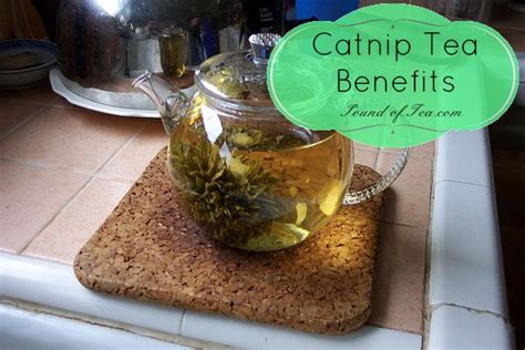 Catnip Tea Benefits - Pound Of Tea | Tea benefits, Healthy teas, Modern ...