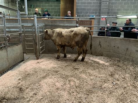 Mart report: General cattle sale at Ardee Mart - Agriland.ie