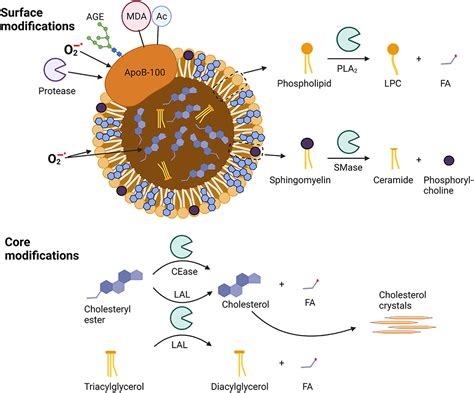 Frontiers | Modified Lipoproteins Induce Arterial Wall Inflammation During Atherogenesis