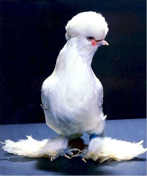 Chicken Breeds - Sultan