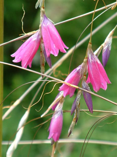 Dierama pulcherrimum - The Beth Chatto Gardens