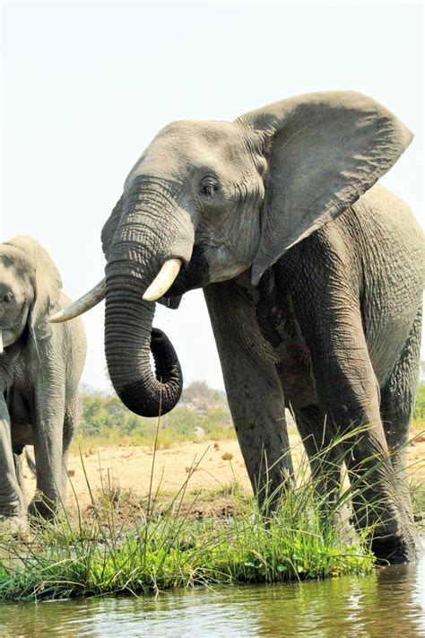 Getting to know the Big 5 – The Elephant - Wanyama Safaris