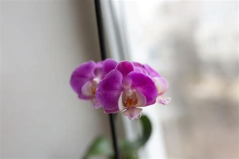 Premium Photo | A purple flower in a pot