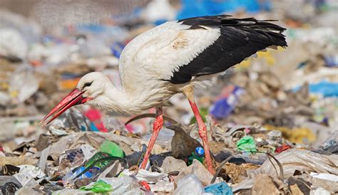 Storks Are Skipping Migration to Stay Home and Eat Garbage | Audubon