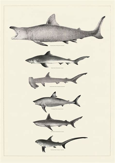 Shark Poster Marine Biology Science Art Coastal Decor Wall Art Neutral Beach House Decor Vintage ...