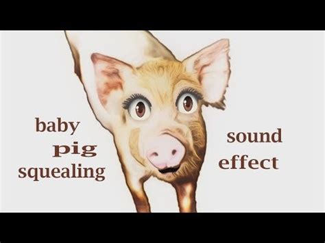 How A Baby Pig Squealing / Sound Effect / Animation - YouTube