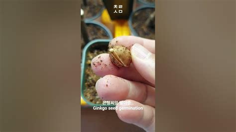 Ginkgo seeds germination🌱ㅣ은행 씨앗은 발아중.. #shorts - YouTube