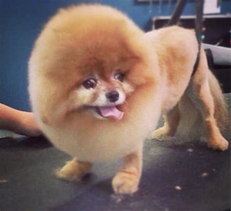 Chelsea the Pomeranian sporting a Modified Lion Cut done by Ms. Britt ...