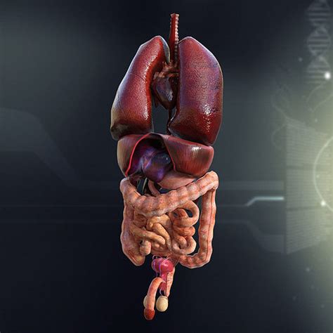 Human Male Internal Organs 3D model | CGTrader