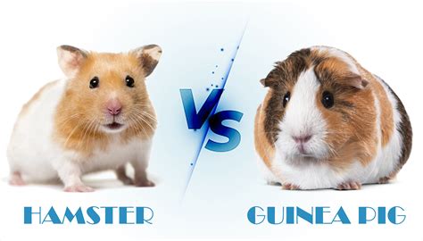 Hamster vs Guinea Pig, Which One You Should Get? | PetsCareBox.com