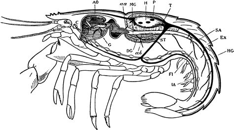 Lobster Organs | ClipArt ETC