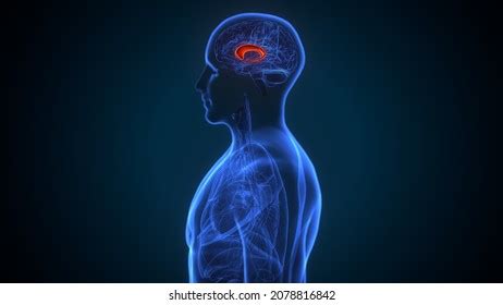 Telencephalon Images, Stock Photos & Vectors | Shutterstock