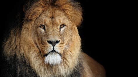 Lion HD Wallpapers 1080p - WallpaperSafari