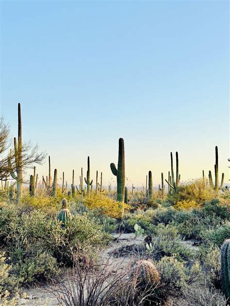 Saguaro National Park, Arizona (OC) {3000x4000} : r/NationalPark