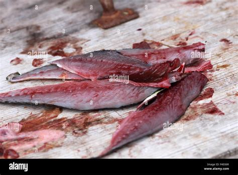 Atlantic Mackerel fish Stock Photo - Alamy